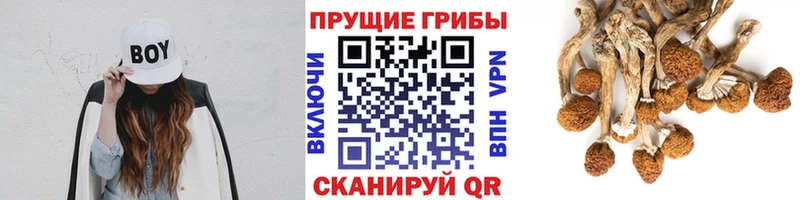 Галлюциногенные грибы мицелий  MEGA рабочий сайт  Тимашёвск 